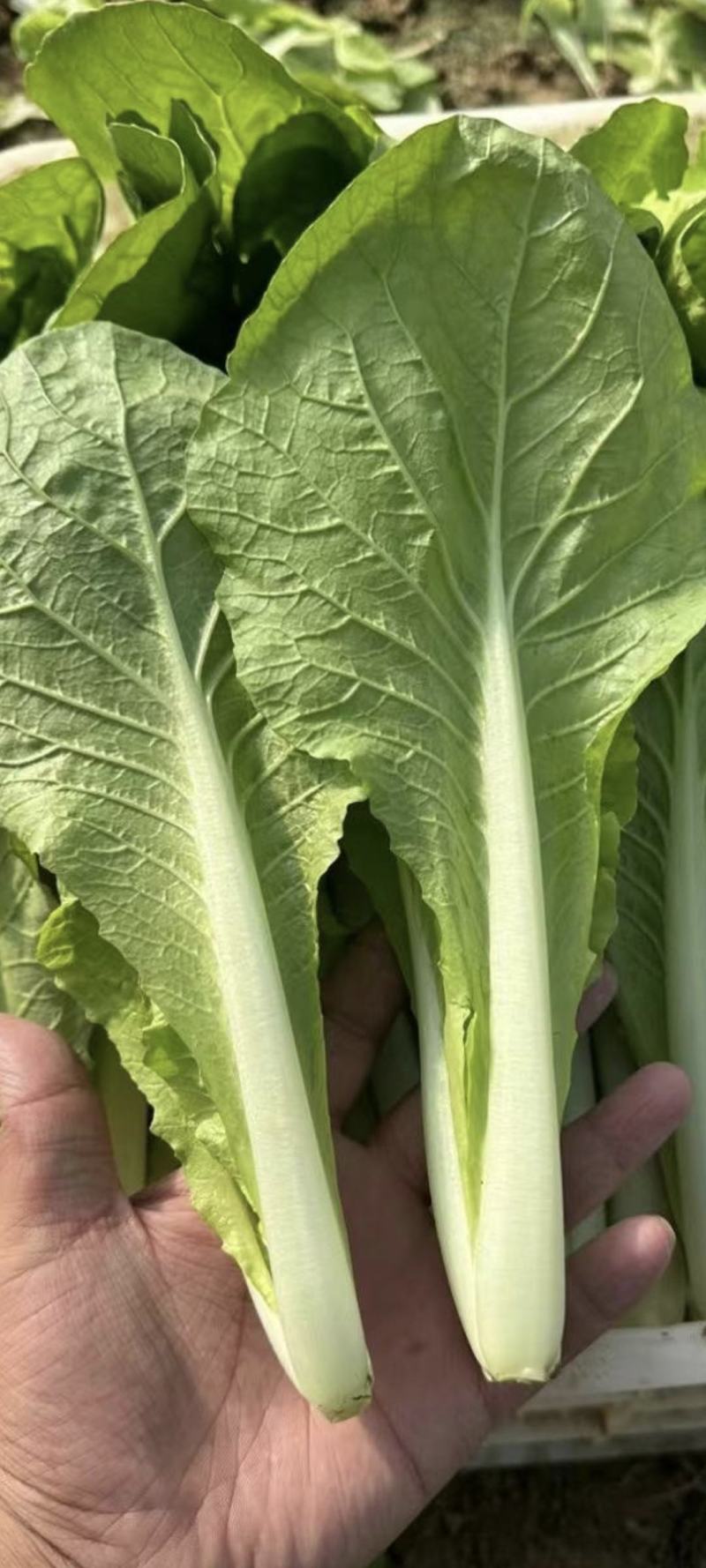 山东曹县精品小油菜快菜，质量保证，上海青欢迎采购诚信