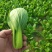 山东精品上海青小油菜快菜诚信合作欢迎看货洽谈！！