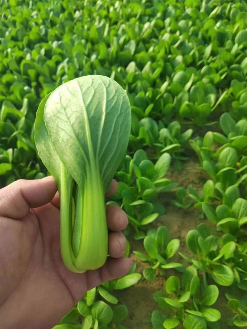 山东精品上海青小油菜快菜诚信合作欢迎看货洽谈！！
