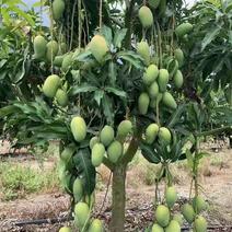 【热销】海南芒果大量供应可对接商超社区欢迎