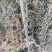 60公分容器杯侧柏货源充足基地直发量大从优欢迎老板选购