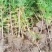60公分容器杯侧柏货源充足基地直发量大从优欢迎老板选购