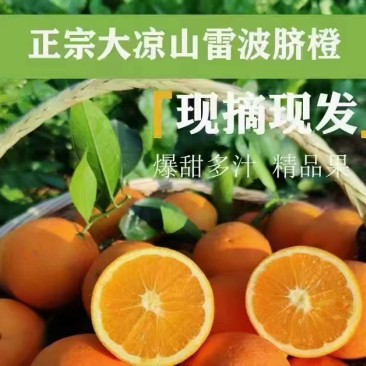 精品雷波脐橙四川凉山产地直供一手货源纯甜多汁欢迎来电
