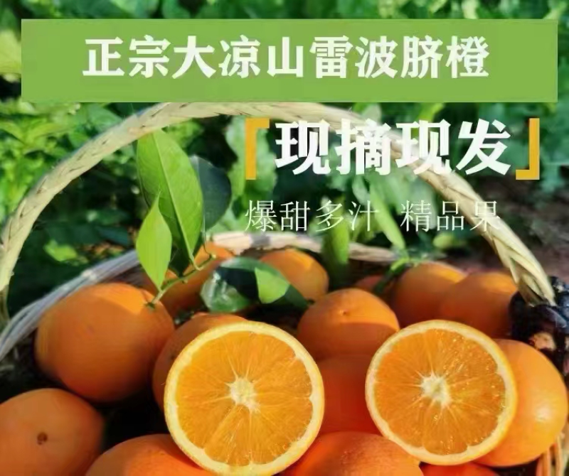 精品雷波脐橙四川凉山产地直供一手货源纯甜多汁欢迎来电