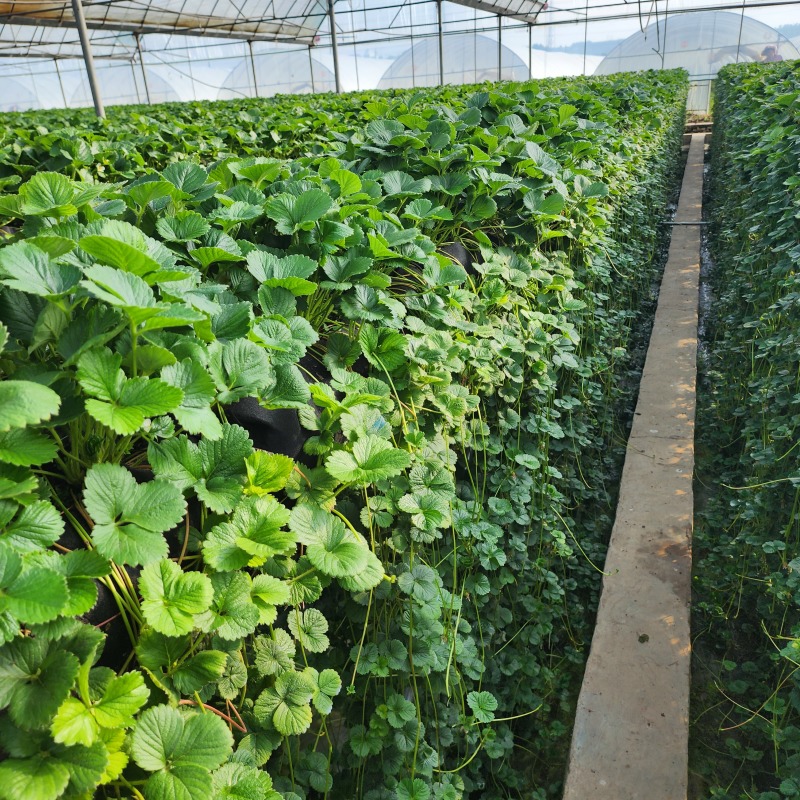 蒙特瑞高架脱毒穴盘苗种苗实验室脱毒全程高架无土基