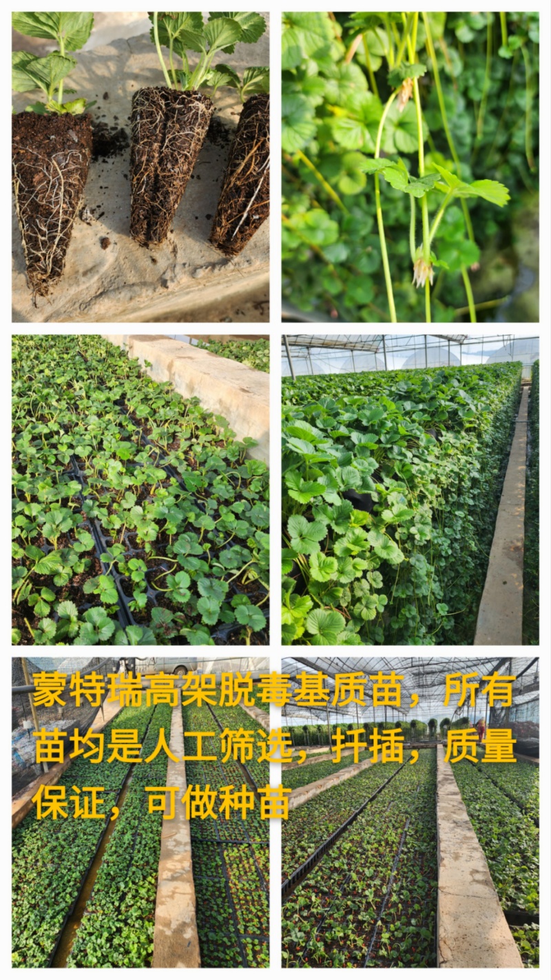 蒙特瑞高架脱毒穴盘苗种苗实验室脱毒全程高架无土基