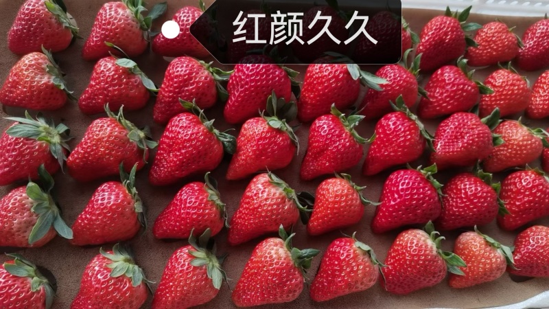 奶油草莓红颜久久草莓货源充足