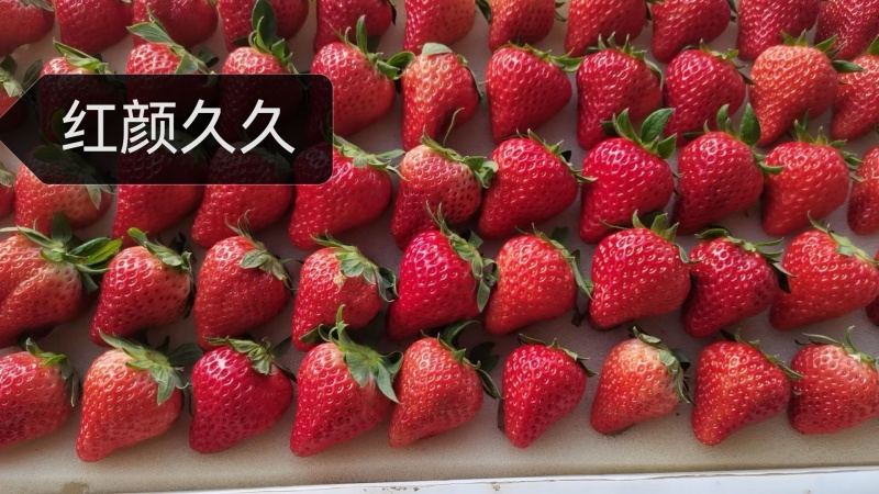 奶油草莓红颜久久草莓货源充足