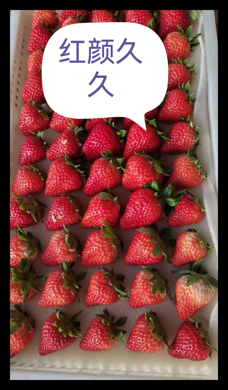 奶油草莓红颜久久草莓货源充足