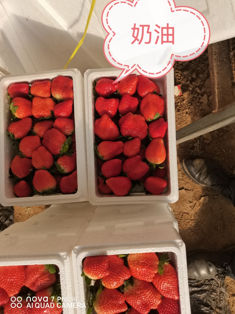 奶油草莓红颜久久草莓货源充足