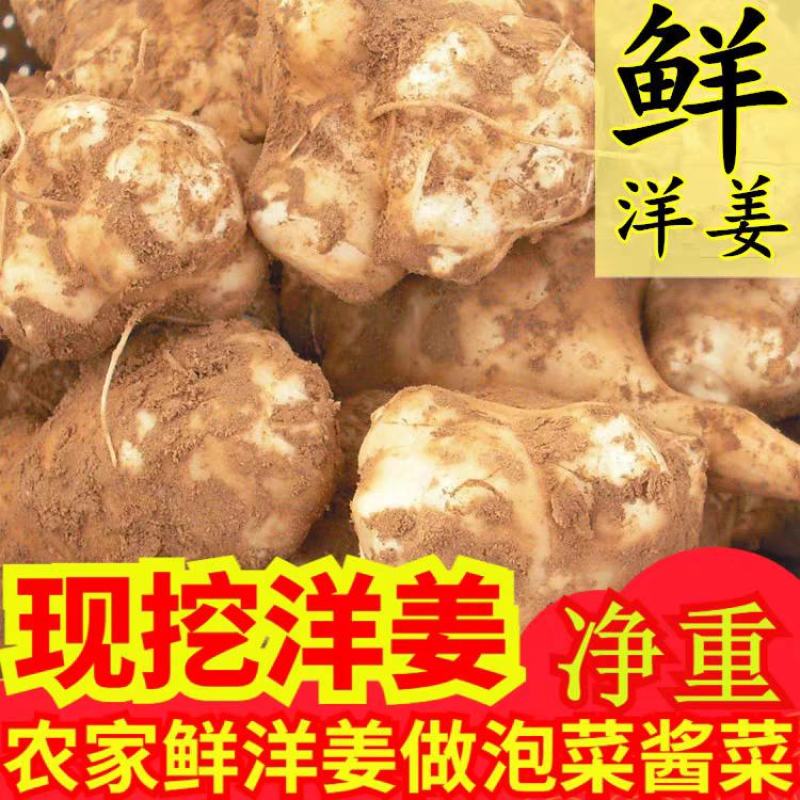 洋姜新鲜现挖5斤野鬼子姜不辣农家蔬菜酱泡菜产地直销菊芋