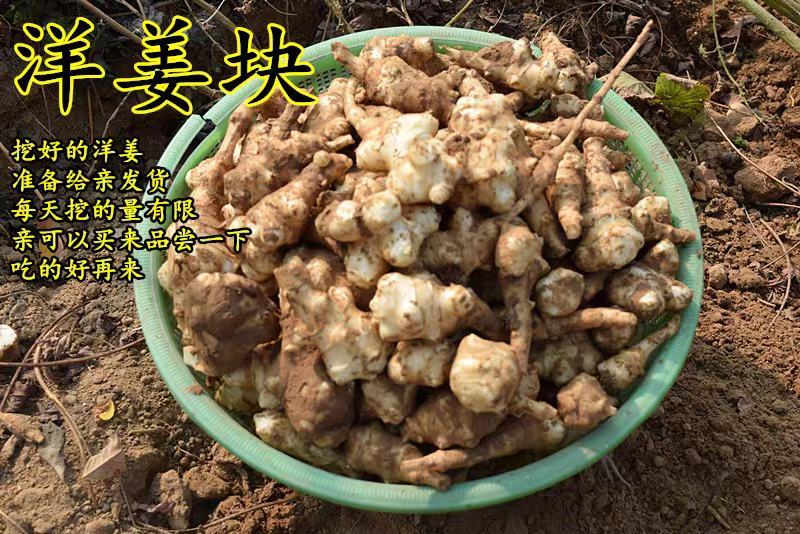 洋姜新鲜现挖5斤野鬼子姜不辣农家蔬菜酱泡菜产地直销菊芋