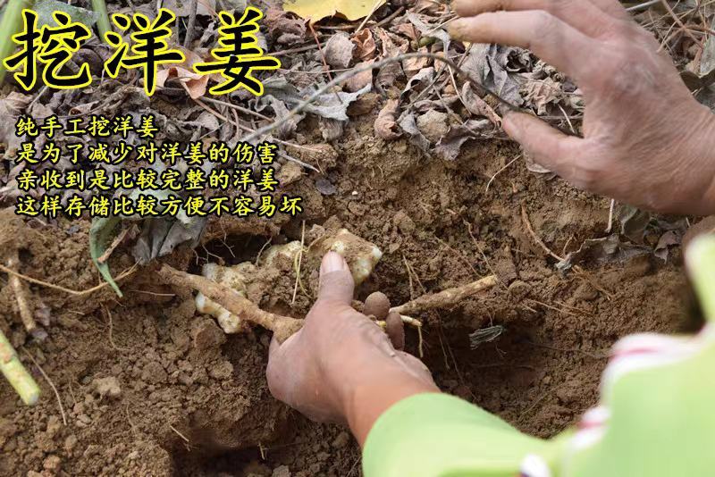 洋姜新鲜现挖5斤野鬼子姜不辣农家蔬菜酱泡菜产地直销菊芋