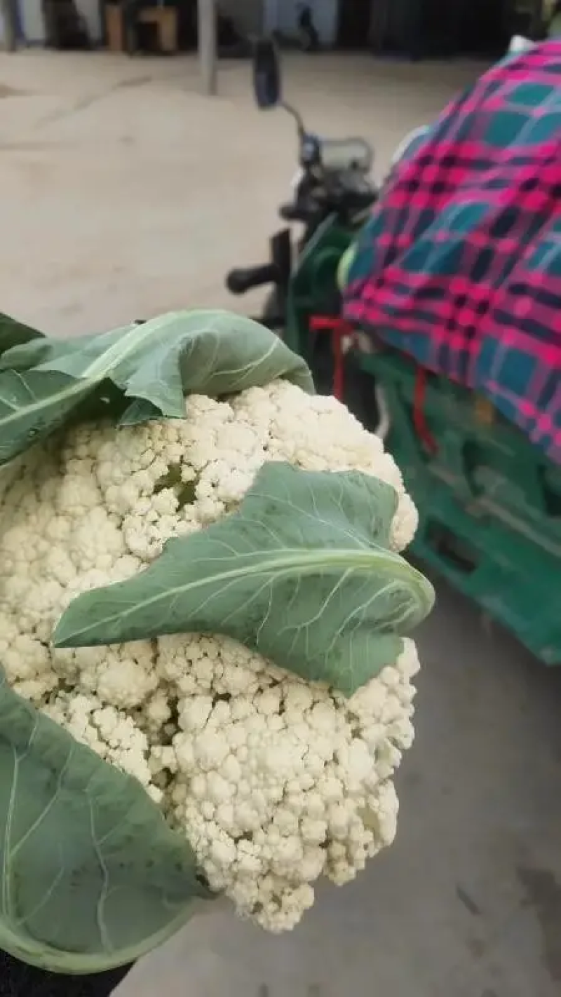 精品松花菜菜花有机花菜一手货源价格优惠提供找车