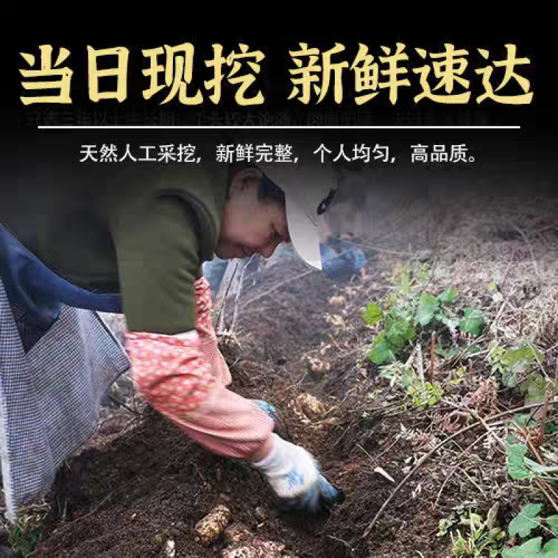 云南昭通彝良小草坝新鲜乌天麻