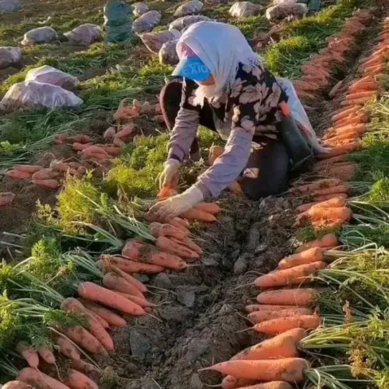 【三红胡萝卜】内蒙水洗胡萝卜中大条量大优惠协助找车包装