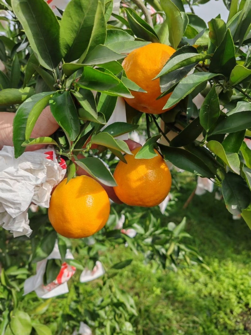 精品柑橘四川蒲江春见耙耙柑纯甜多汁产地直供货发全国
