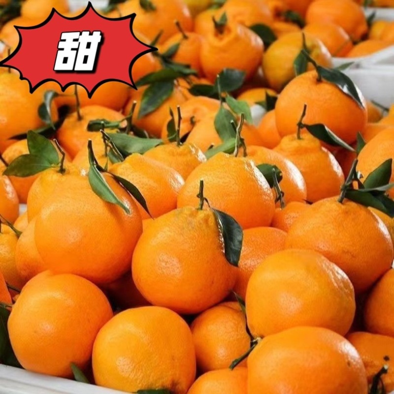 精品柑橘四川蒲江春见耙耙柑纯甜多汁产地直供货发全国