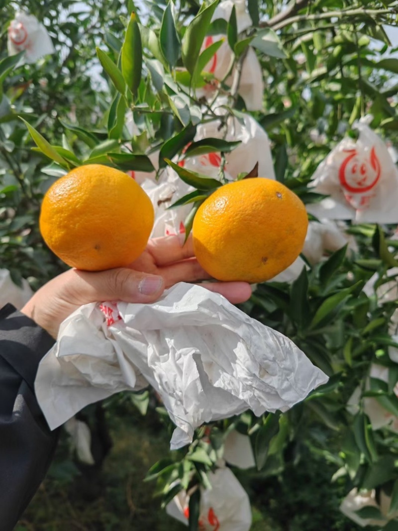 精品柑橘四川蒲江春见耙耙柑纯甜多汁产地直供货发全国