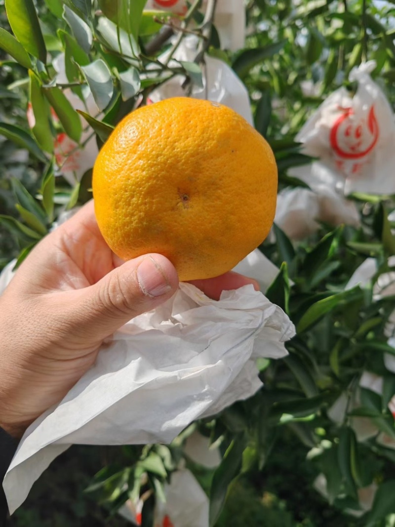 精品柑橘四川蒲江春见耙耙柑纯甜多汁产地直供货发全国