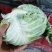 【扁包菜】河南开甘蓝大量上市，保质保量价格低，诚信经营