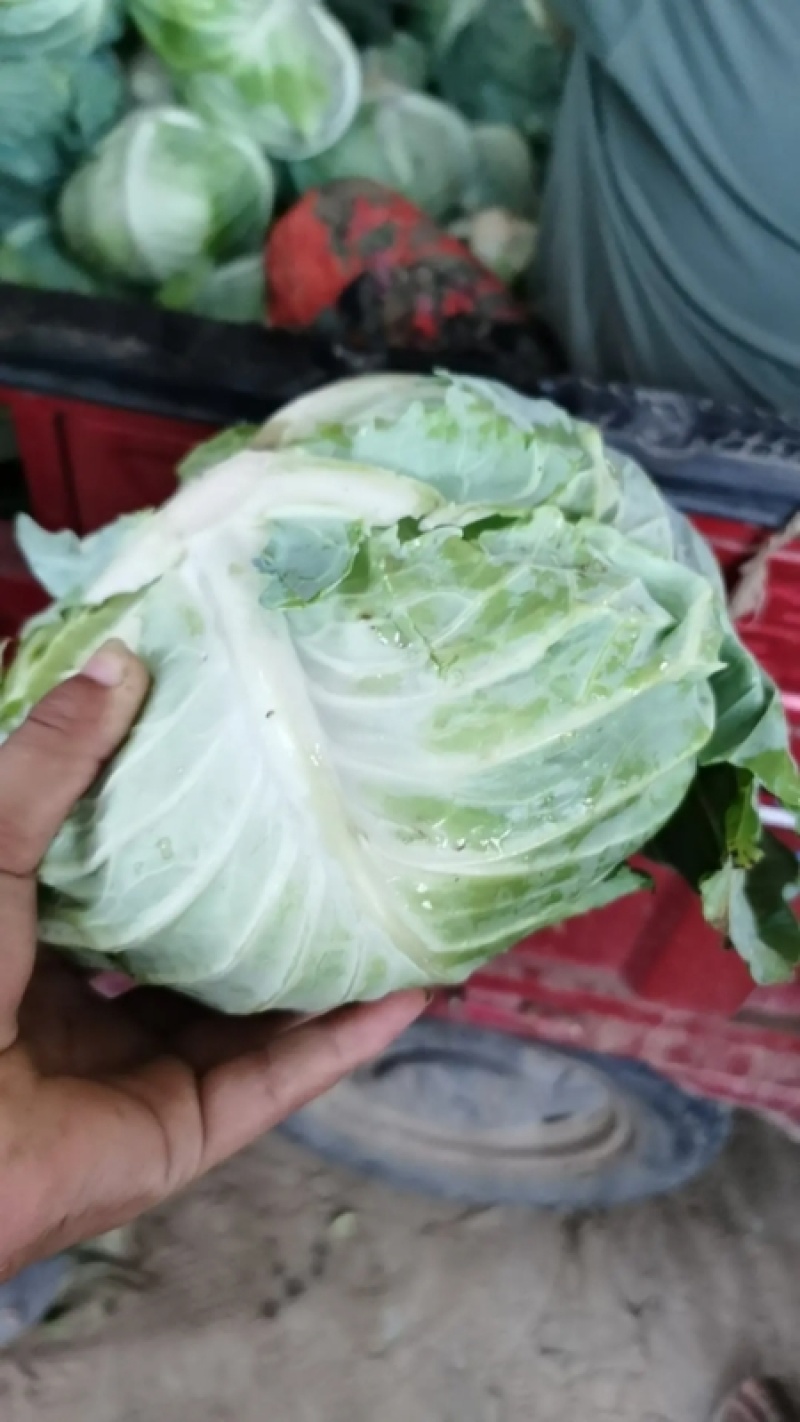 【扁包菜】河南开甘蓝大量上市，保质保量价格低，诚信经营