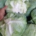 【扁包菜】河南开甘蓝大量上市，保质保量价格低，诚信经营
