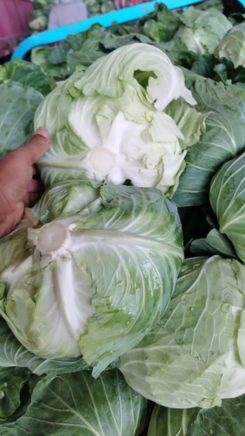 【扁包菜】河南开甘蓝大量上市，保质保量价格低，诚信经营