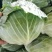 【扁包菜】河南开甘蓝大量上市，保质保量价格低，诚信经营