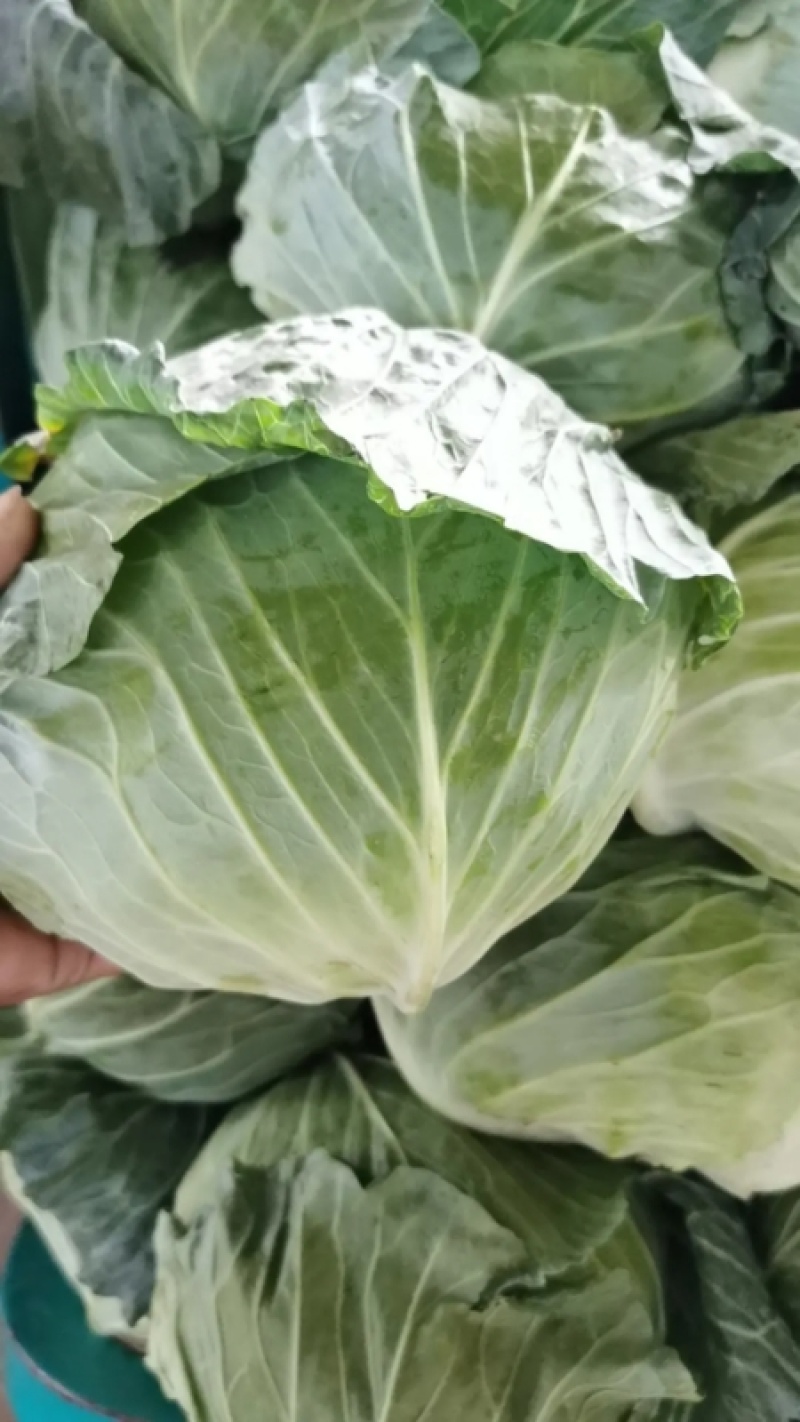 【扁包菜】河南开甘蓝大量上市，保质保量价格低，诚信经营