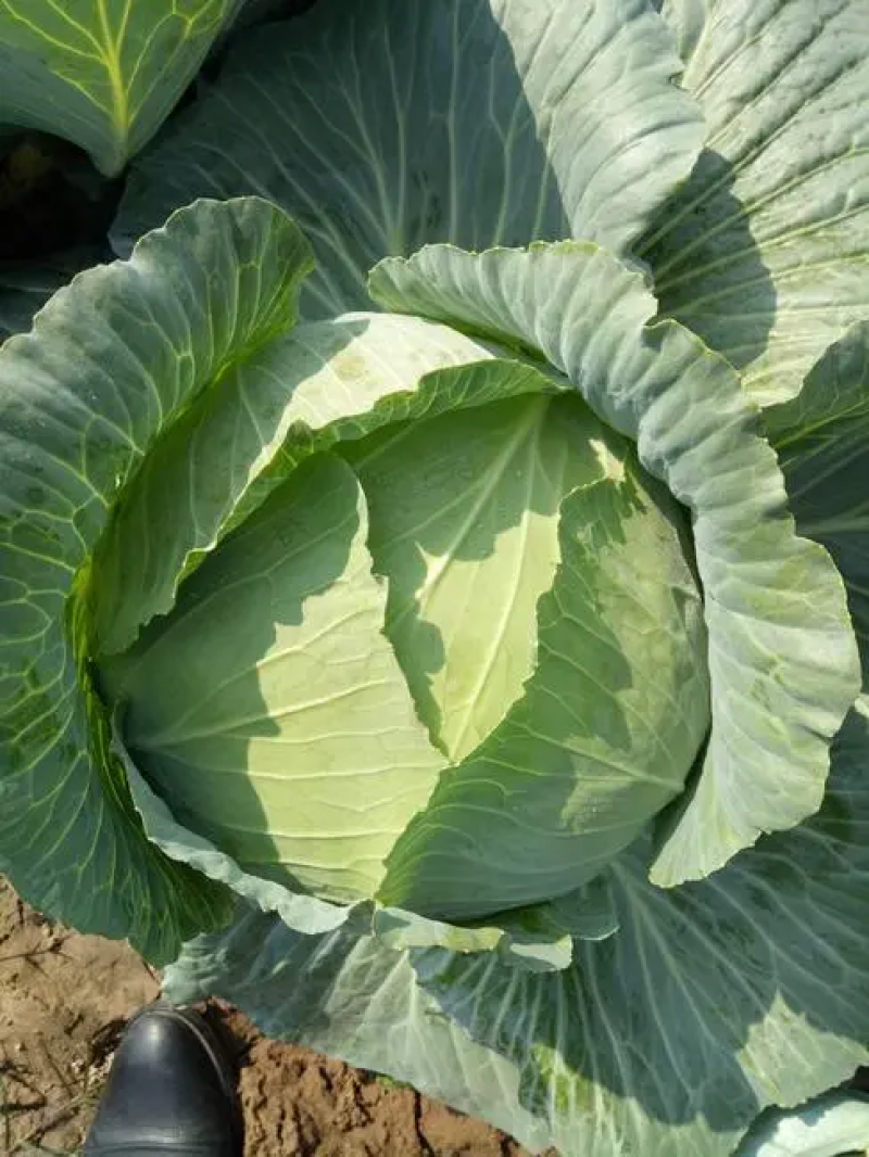 【扁包菜】河南开甘蓝大量上市，保质保量价格低，诚信经营