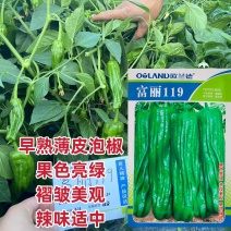 产区热销早熟薄皮泡椒种子富丽119辣椒种子皮薄质脆膨果快