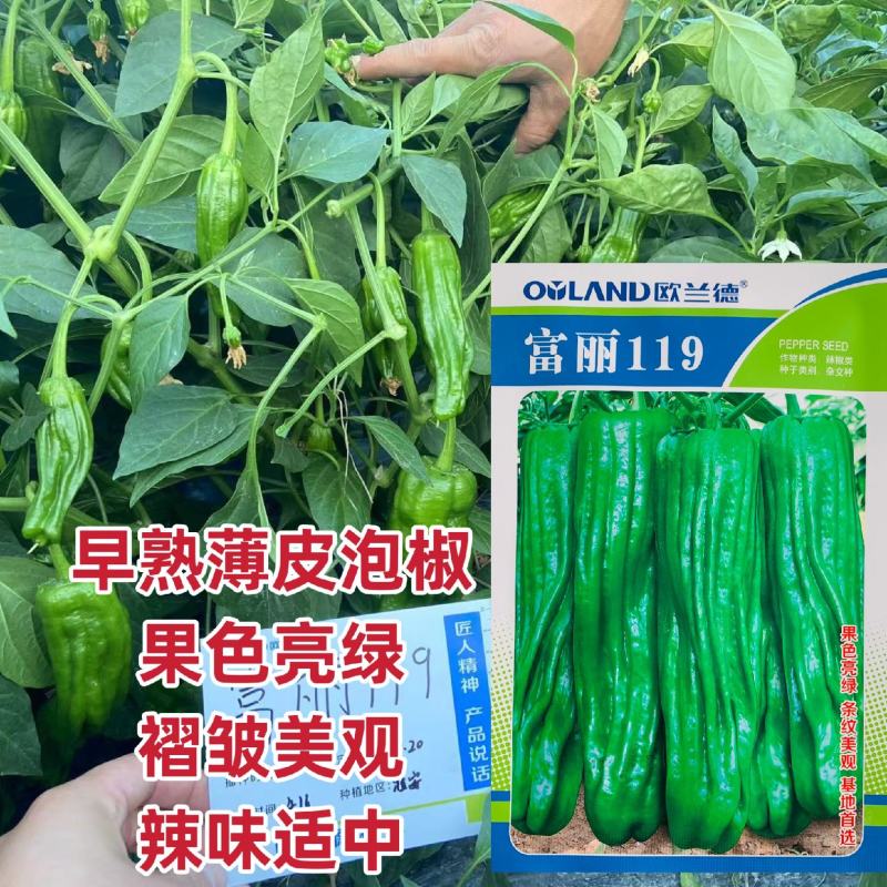 产区热销早熟薄皮泡椒种子富丽119辣椒种子皮薄质脆膨果快