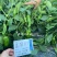 产区热销早熟薄皮泡椒种子富丽119辣椒种子皮薄质脆膨果快