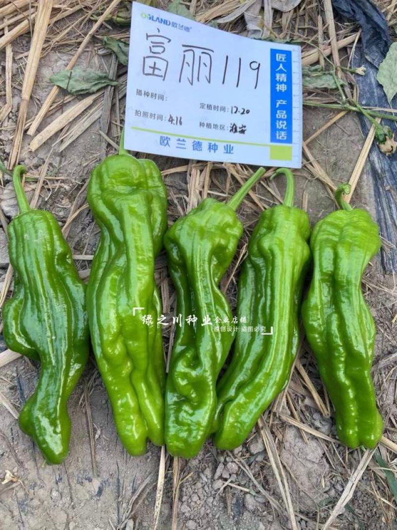 产区热销早熟薄皮泡椒种子富丽119辣椒种子皮薄质脆膨果快