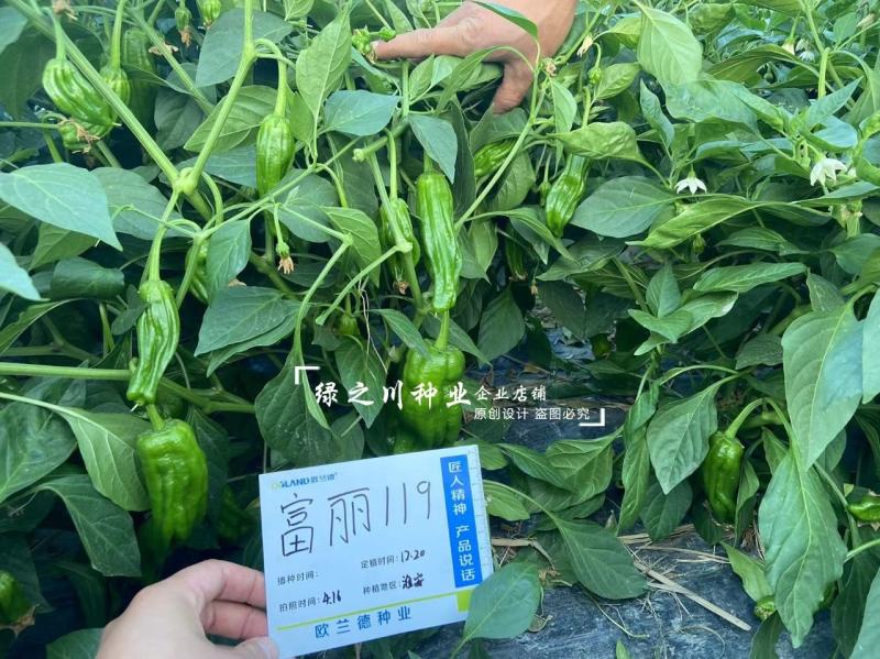 产区热销早熟薄皮泡椒种子富丽119辣椒种子皮薄质脆膨果快