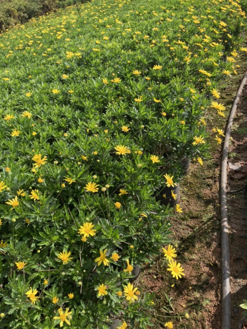 木春菊玛格丽特云南基地现货大量供应规格齐全露天老苗