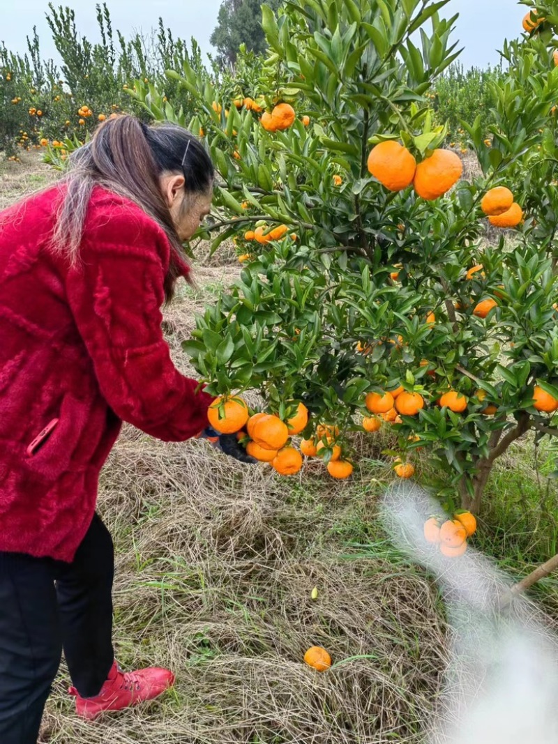 优质椪柑（大个，色红，甜度适中）随时供货