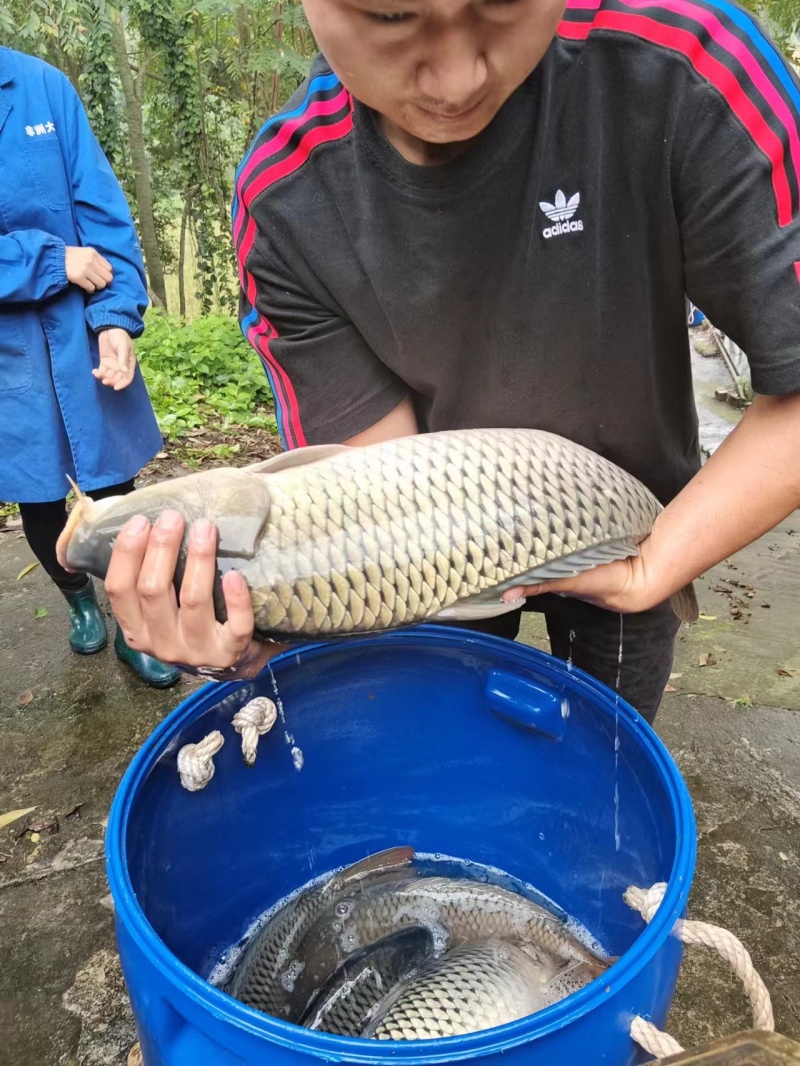 水库大鲤鱼长期供应