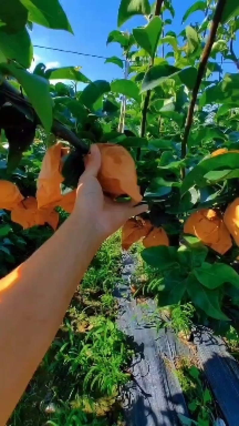 秋月梨