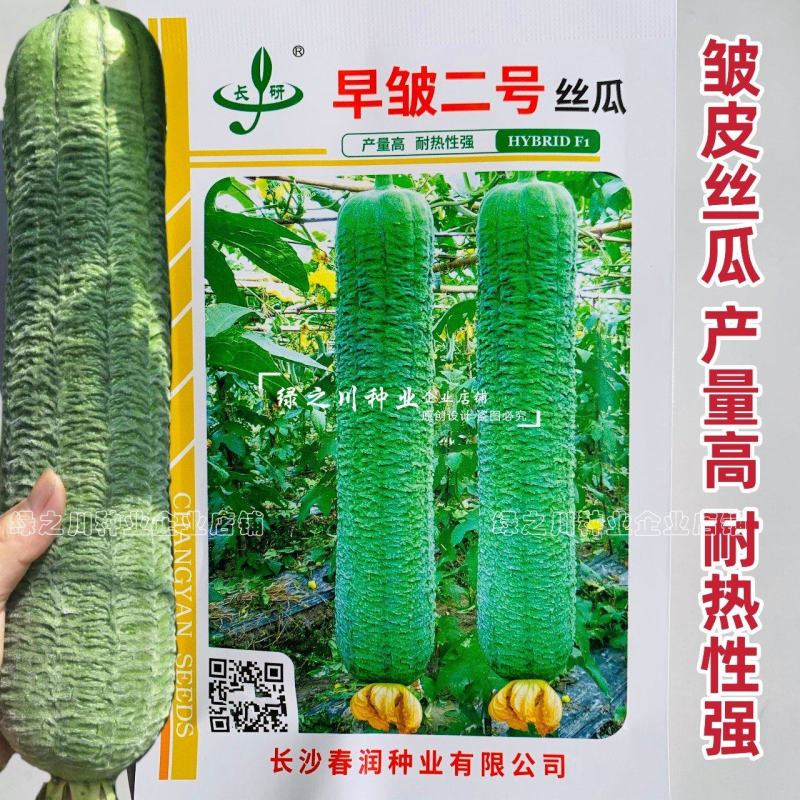 春润早皱二号丝瓜种子皱皮丝瓜种子耐热性强早熟高产褶皱明显