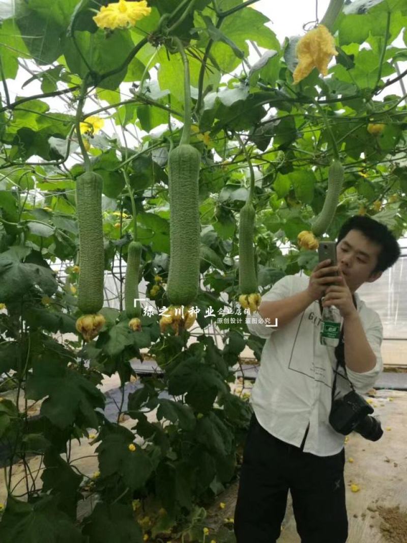 春润早皱二号丝瓜种子皱皮丝瓜种子耐热性强早熟高产褶皱明显