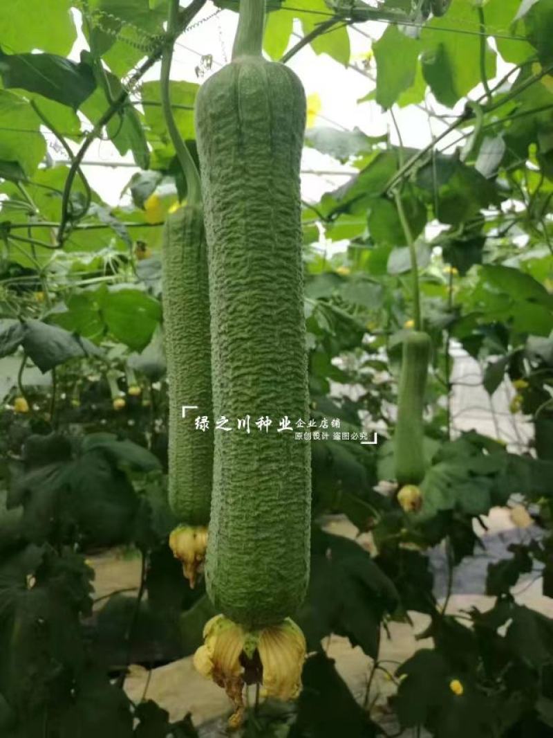 春润早皱二号丝瓜种子皱皮丝瓜种子耐热性强早熟高产褶皱明显