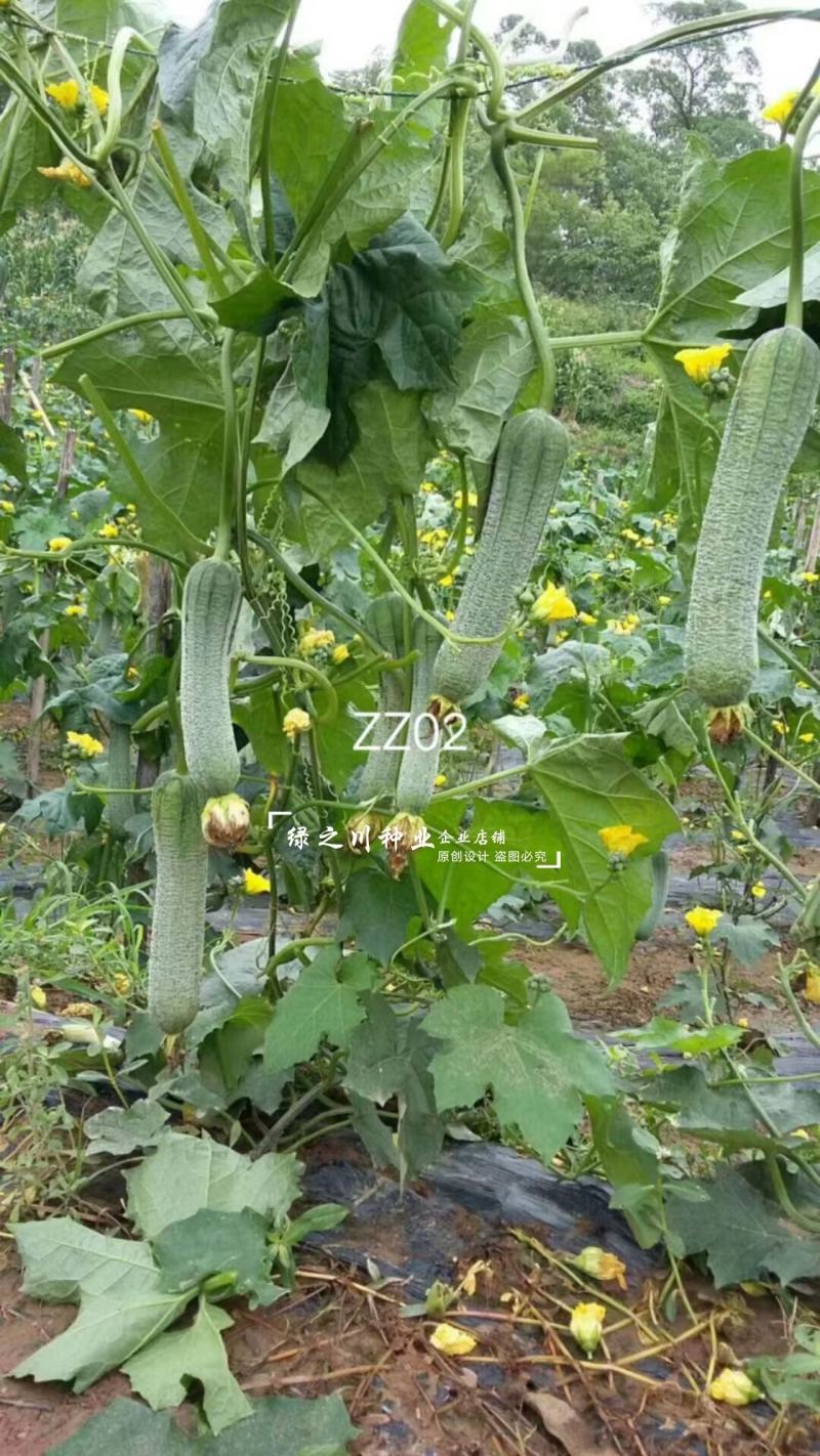 春润早皱二号丝瓜种子皱皮丝瓜种子耐热性强早熟高产褶皱明显