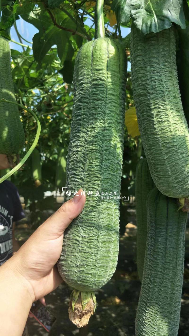 春润早皱二号丝瓜种子皱皮丝瓜种子耐热性强早熟高产褶皱明显