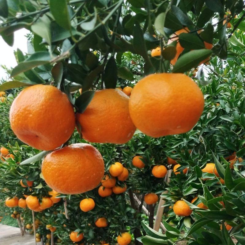 仁寿椪柑种植园
