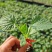 嫁接羊角蜜甜瓜苗嫁接甜瓜苗50穴盘育苗口感酥脆