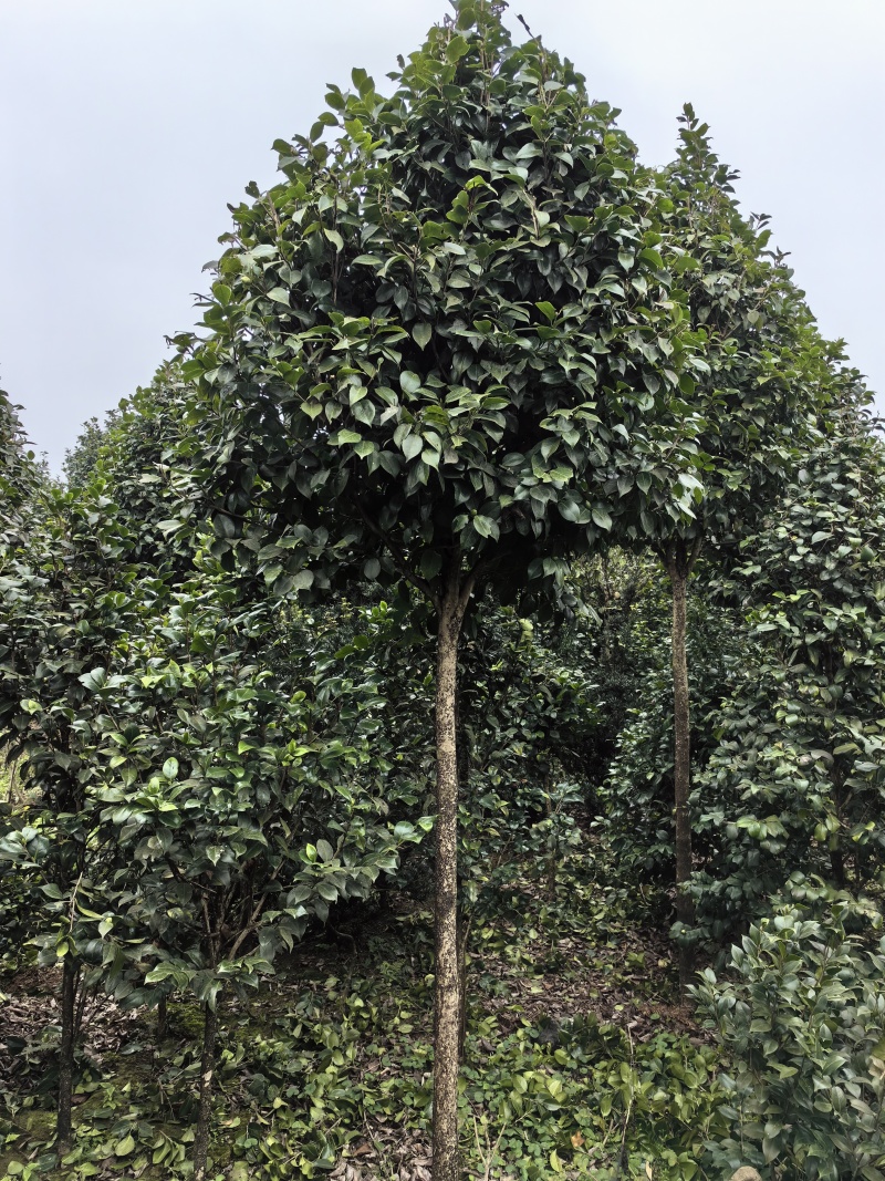 耐冬山茶花
