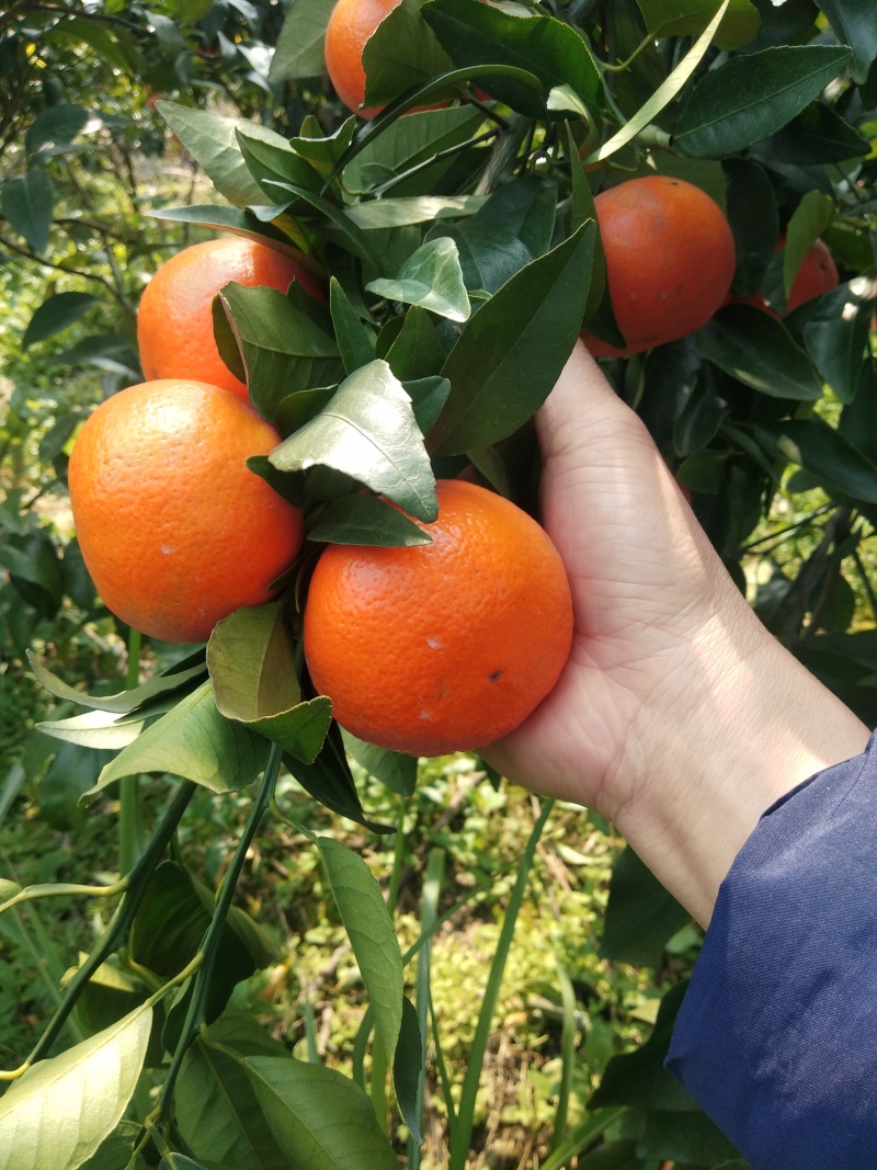 沃柑