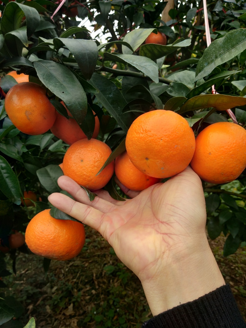 沃柑